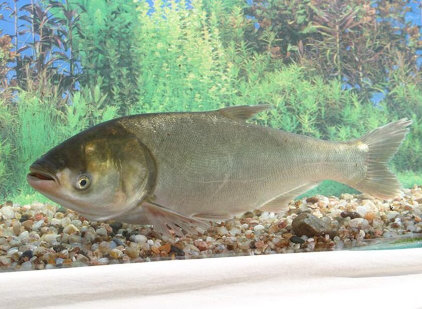 Carpa prateada