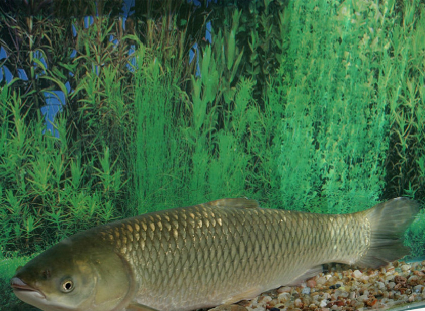 Carpa capim