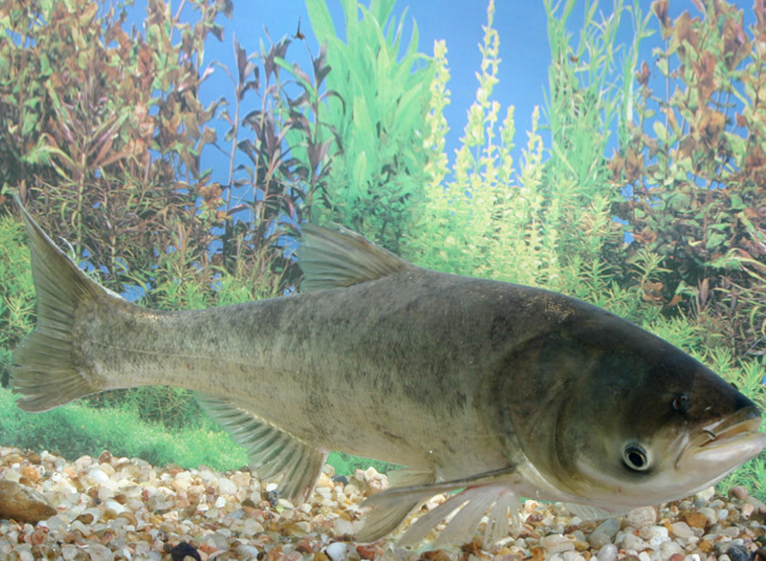 Carpa cabeca grande