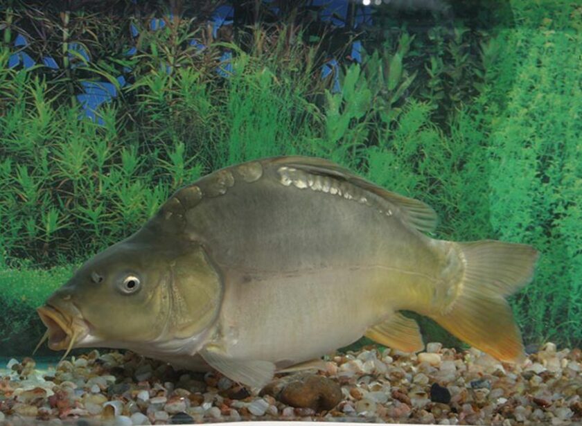 Carpa hungara