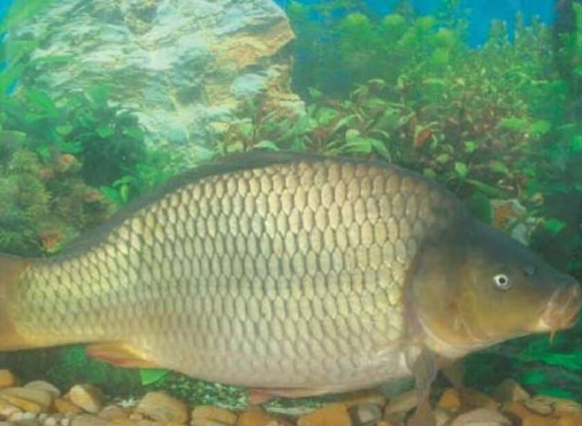 Carpa escamada